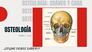 Osteología Cráneo y Cara Neurocráneo y viscerocráneo Articulaciones puntos craneometricos etc [upl. by Ydoc]