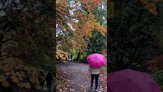 Seattle walk in the rain with Japanese Maples japanesemaple seattle autumncolors [upl. by Ingles]