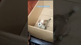 Pom pet dog unboxing trending bestofroja doglover shortsfeed dogbreeds viralshorts viralvideo [upl. by Anaidiriv554]