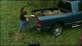 Motorweek Video of the 2006 Dodge Ram [upl. by Aleinad]