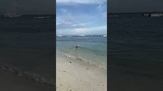 Surfing dog 🐕 🌊Alona Beach 🇵🇭vlog travel beach filipiny nature philippines digitalnomad [upl. by Kcerb]