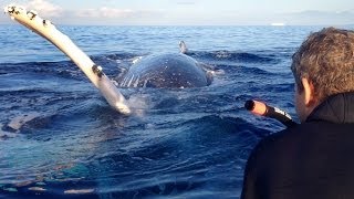 Most Epic Maui Whale Watch EVER  part 2 [upl. by Catina878]