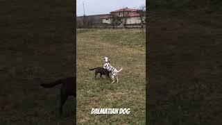 Our Dalmatian dog Hope with his friend in Mainz dalmatian dalmatiannation doglover [upl. by Harlow]