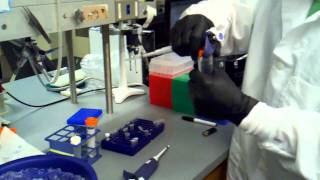 isopropanol precipitation adding 3m sodium acetate and isopropanol [upl. by Attah620]