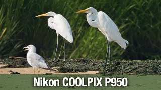 Nikon COOLPIX P950 07272023 [upl. by Lerret]