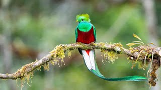 A most amazing bird  the one and only Resplendent Quetzal [upl. by Hayyim]