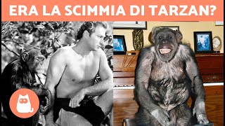 🦧🐒 La storia dello SCIMPANZÉ PIÙ LUNGO DEL MONDO  Cheeta [upl. by Ayocat]