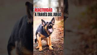 REACTIVIDAD desde JUEGO comportamientocanino educacioncanina adiestramientocanino perros [upl. by Einahpets]