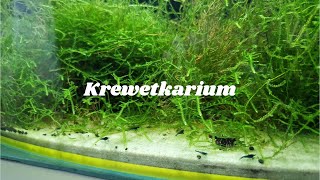 Krewetkarium 🦐😍💙 [upl. by Assilanna]