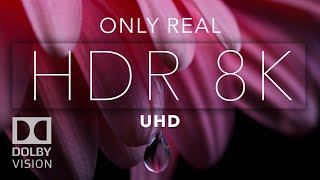 8K HDR Bright Color Dolby Vision [upl. by Burroughs29]