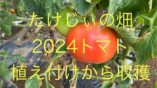 2024トマト、ミニトマト 植え付けから収穫まで [upl. by Coralie]