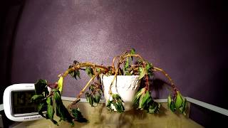 Timelapse Plant resurrected by water [upl. by Ekalb]