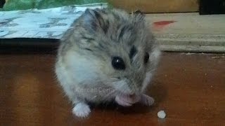 Hamster Eating Tiny Food rice [upl. by Pelpel]