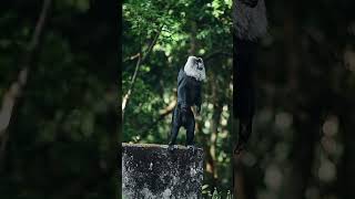 A strange looking monkey on a rock in the forest [upl. by Garcia]