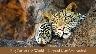 Big Cats of the World Part III  LEOPARD Panthera pardus [upl. by Wemolohtrab476]