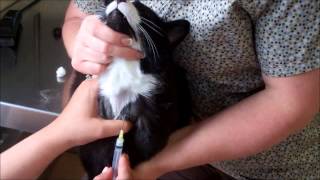 Feline Jugular Venipuncture [upl. by Necyla563]