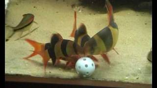 Clown loaches eating from plastic golfball [upl. by Ciri]