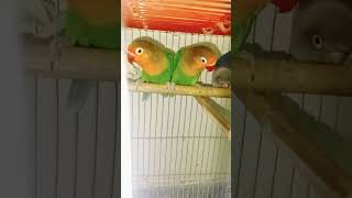 love birds family fisher active birds lovebirds birds birdsounds [upl. by Lady144]