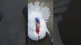 Turkey Bird Tarki Murgi Beautiful Bird Sundor Tarki Murgi [upl. by Hanna]