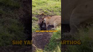 Incredible Moment Lioness Hunts Warthog From Burrow [upl. by Ocsirf]