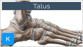 Talus Bone Anatomy and Innervation  Human Anatomy  Kenhub [upl. by Milburr]