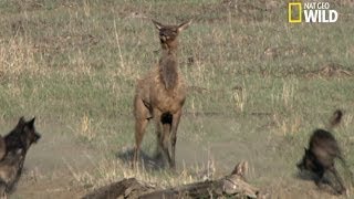 Le courage dune mère élan face aux loups [upl. by Maitund]