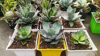 Some of the most beautiful agave varieties [upl. by Ardene]