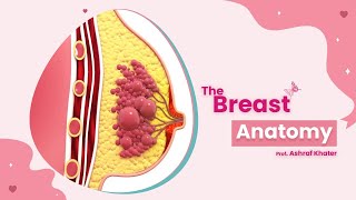 Breast Anatomy 01  Surgery  Prof Ashraf Khater [upl. by Orianna]