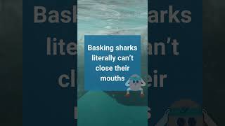 Fast Facts Basking Sharks [upl. by Anesuza]