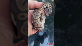 Black Pastel Ball Python ballpython snake ballpythonmorph [upl. by Adrian]