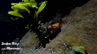 Sculpin Fish [upl. by Hawger]