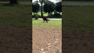 Grewal kennel queen norra gsdphotography hiphopmusic puppy video vlog youtubeshorts shorts [upl. by Auliffe939]