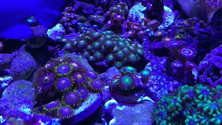 🪴My Zoanthid Garden🪴 [upl. by Malvia]