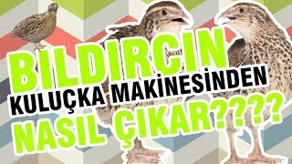 Kuluçka Makinasından bıldırcın nasıl çıkar [upl. by Eeslek]