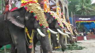 Elephants at a local Hindu Festival Kerala [upl. by Agate]