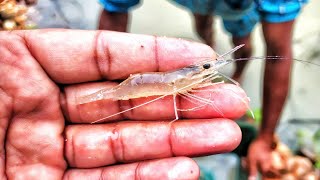 Freshwater prawn Rosenbergii farming in pond [upl. by Joey]