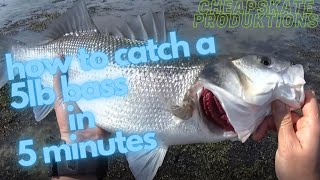 How to catch a 5lb bass in 5 minutes [upl. by Nyberg]