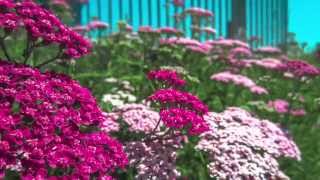 Achillea millefolium Growing Guide  What is Yarrow [upl. by Macdonell]