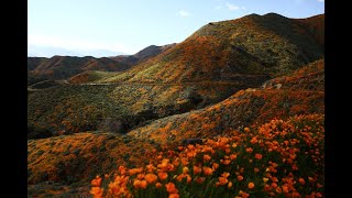 Un champ de coquelicots détruit par les instagrameurs en quête de la photo parfaite [upl. by Notsud]