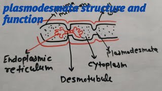 Plasmodesmata structure and function by Priti Sharma [upl. by Dnalyaw538]