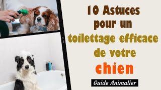 10 Astuces pour un Toilettage Efficace de votre Chien 🐶 [upl. by Garaway]