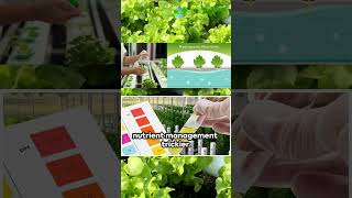 Organic hydroponics is it feasible for sustainable farming  HydroponicsTown [upl. by Sharma]