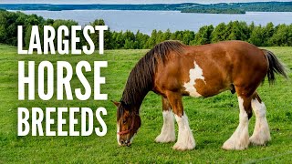 The 15 Largest Horse Breeds in the World [upl. by Marilin]