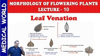 LEAF VEINATION  MORPHOLOGY OF FLOWERING PLANTS  LECTURE 10 [upl. by Helse822]