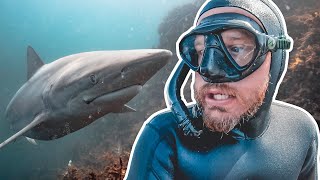 Too Many SHARKS Boarfish Catch amp Cook  SPEARFISHING NZ [upl. by Adnael]