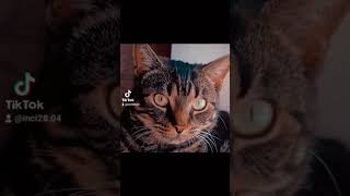 👑 I N C I 👑 cat catlover shorts viralvideo foryou [upl. by Layne]