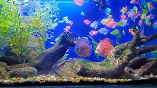 Ikan Hias Discus Harga Jutaan Rupiah Dan Ikan Hias Rp 2000 Ekor Glow fish dalam satu Akuarium [upl. by Sanson]