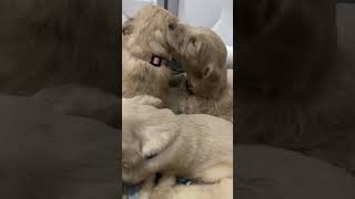 Goldendoodles dogpuppylife doodlegoldendoodleshortsyoutubeshortvideoshortslovenyctrending [upl. by Attayek885]