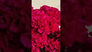 Celosia cristata gardenflowers gardening garden nature [upl. by Airetnahs]