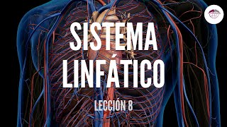 8 SISTEMA LINFÁTICO ESTRUCTURA Y FUNCIÓN DEL SISTEMA CARDIOVASCULAR [upl. by Eremaj132]